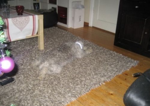 ninja dog.jpg (29 KB)